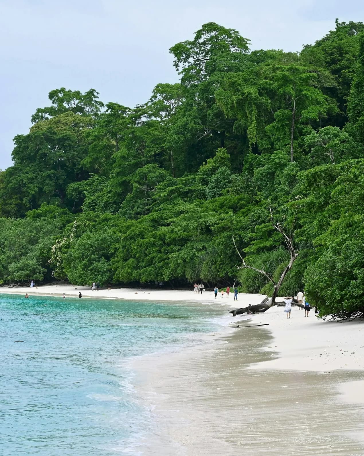 Rainforest down to a white-sand beach and clear water, Kala Pathar Beach, Havelock