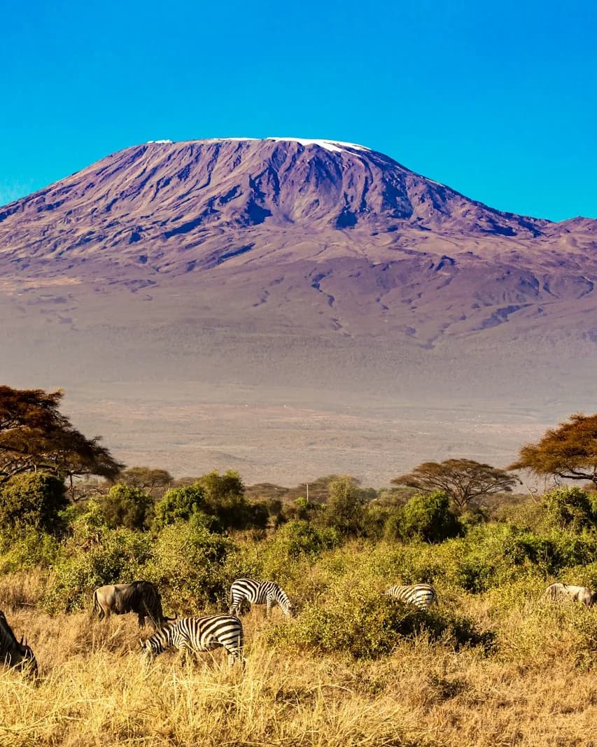 Zebras grazing below Kilimanjaro, Amboseli National Park, Kenya