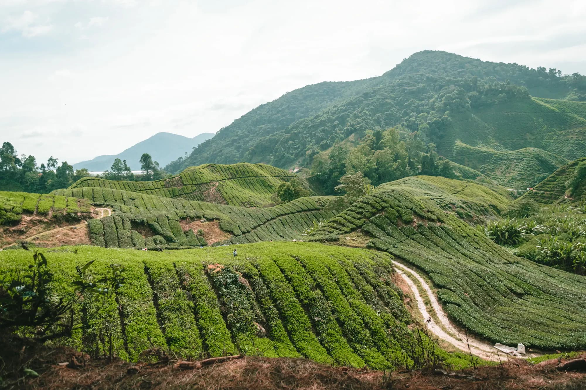 Rows of tea bushes over the hills of the Cameron Highlands