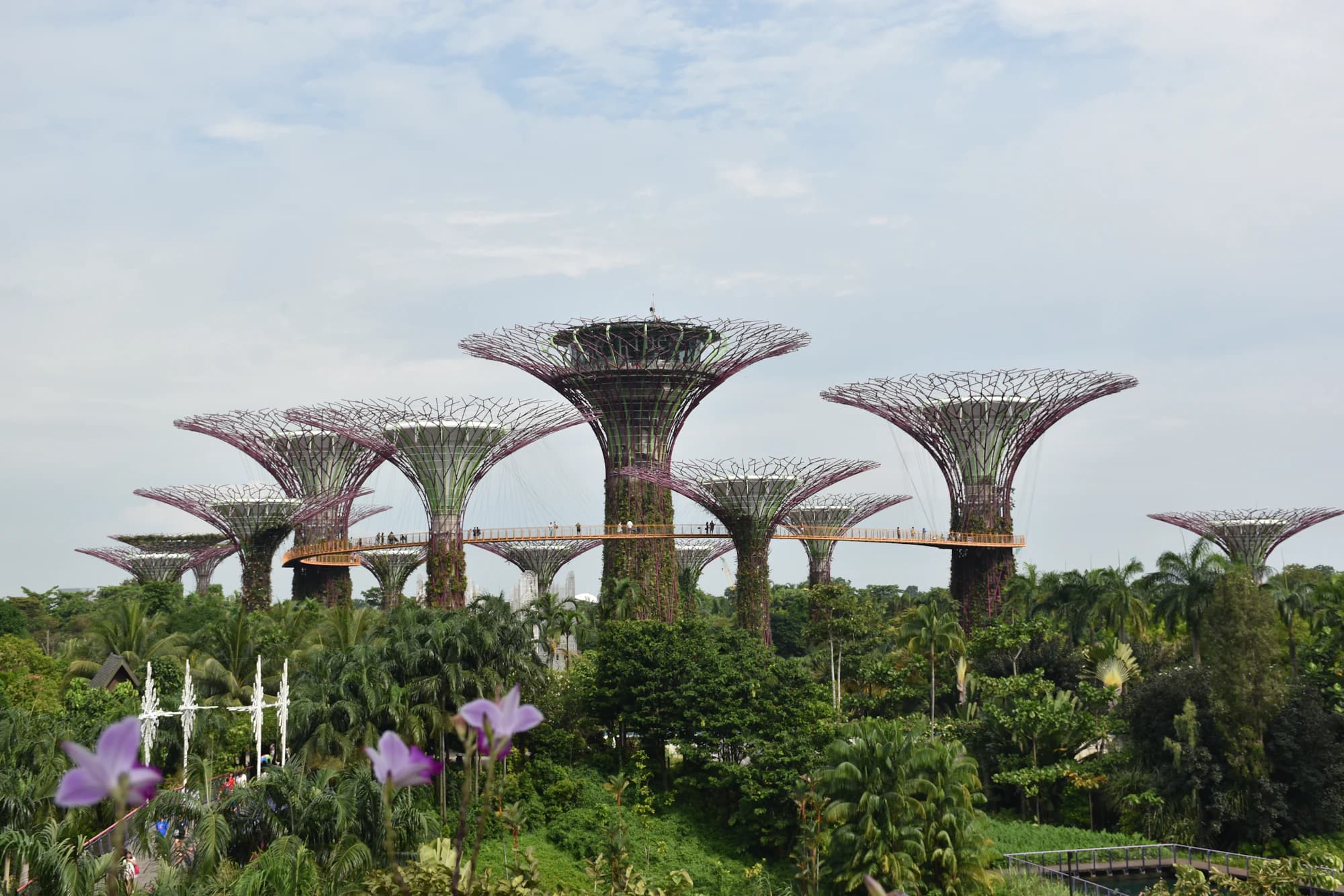 The Supertrees at Gardens by the Bay