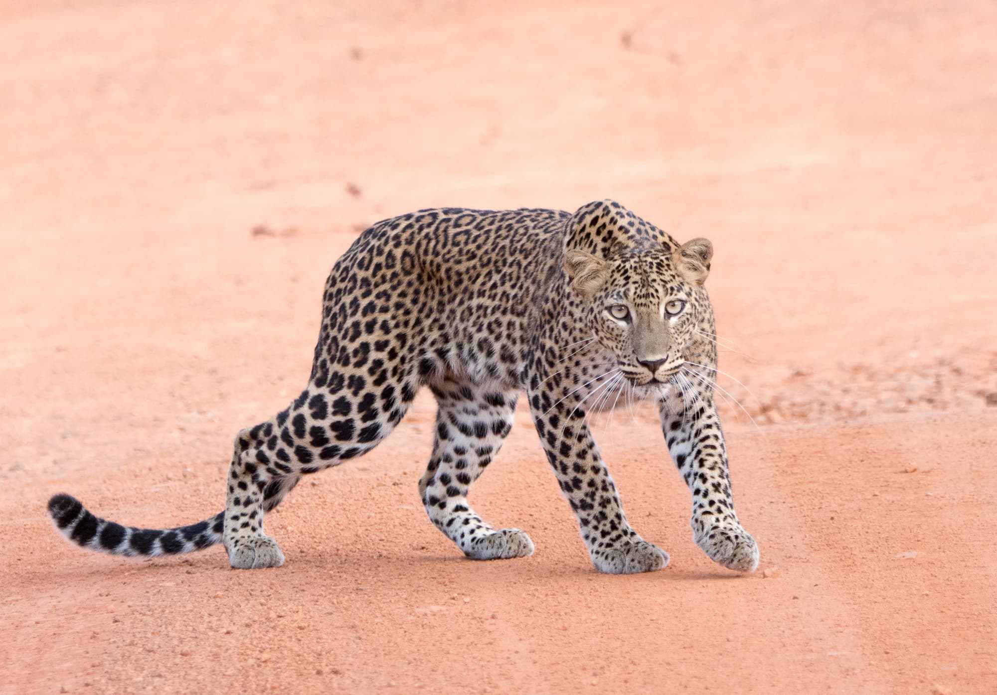 A Sri Lankan leopard on a sandy track in Wilpattu National Park
