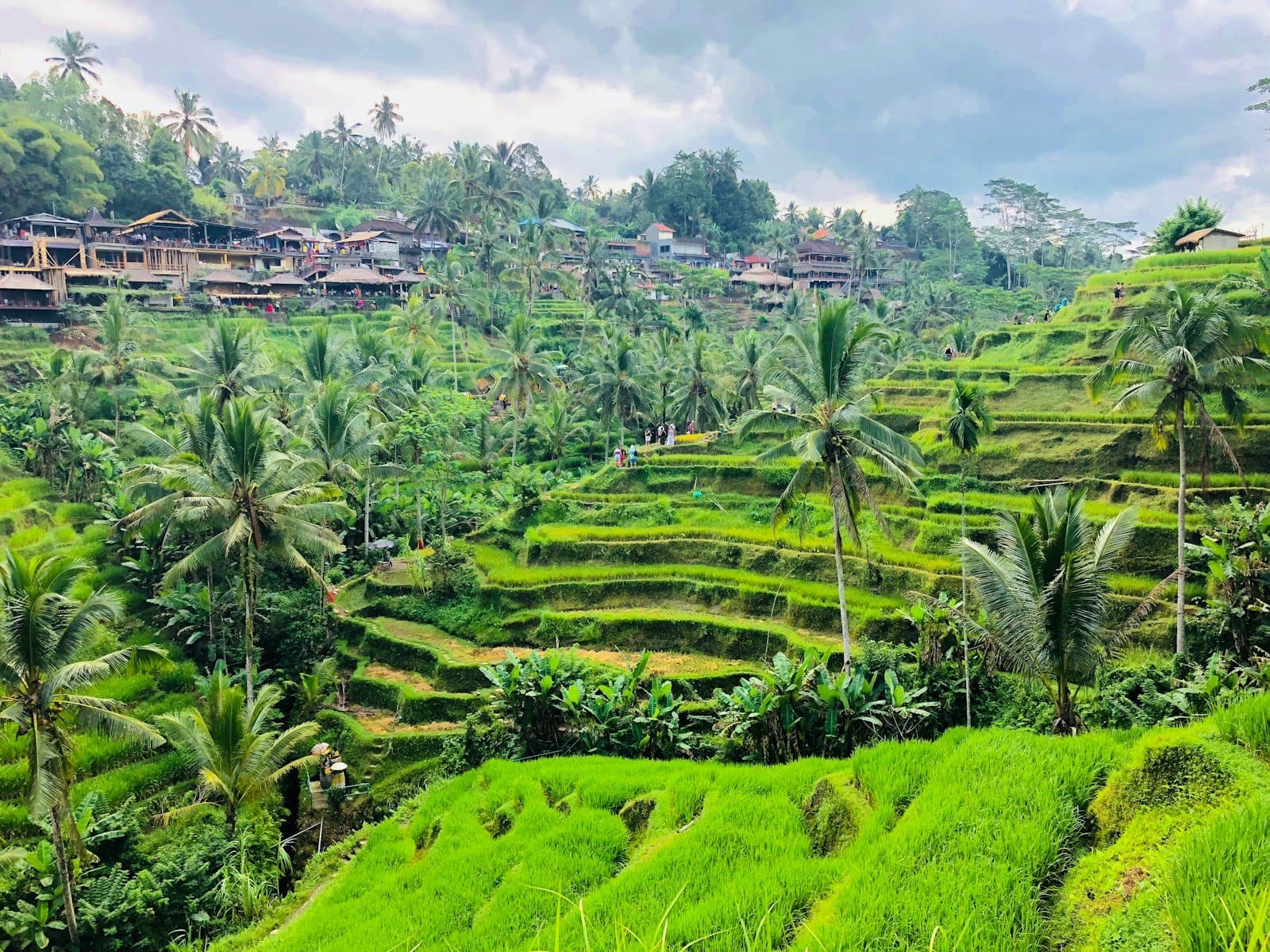 Rice terraces and palms near Ubud, Bali